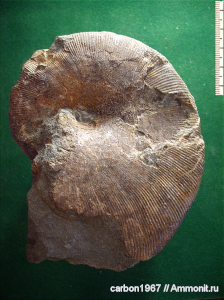 аммониты, мел, Euphylloceras, Ammonites, Phylloceratidae, Phylloceratina, Cretaceous