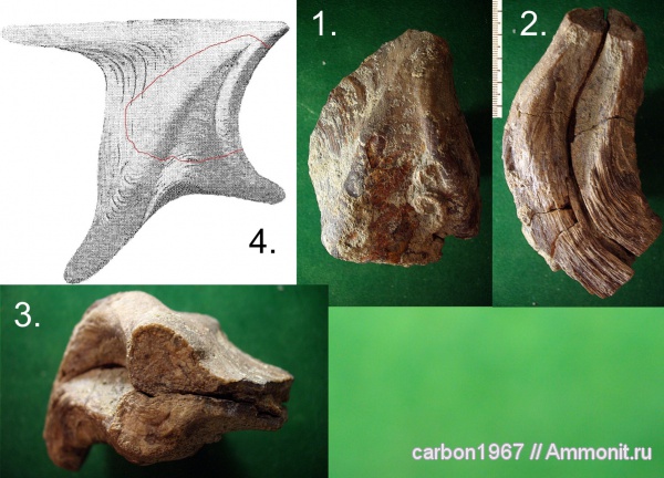 моллюски, мел, двустворчатые моллюски, Cretaceous