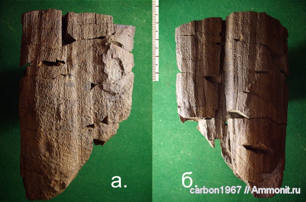 карбон, окаменевшее дерево