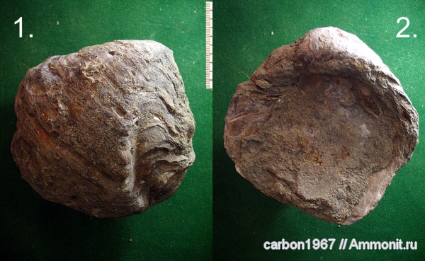 моллюски, мел, двустворчатые моллюски, устрицы, Cretaceous