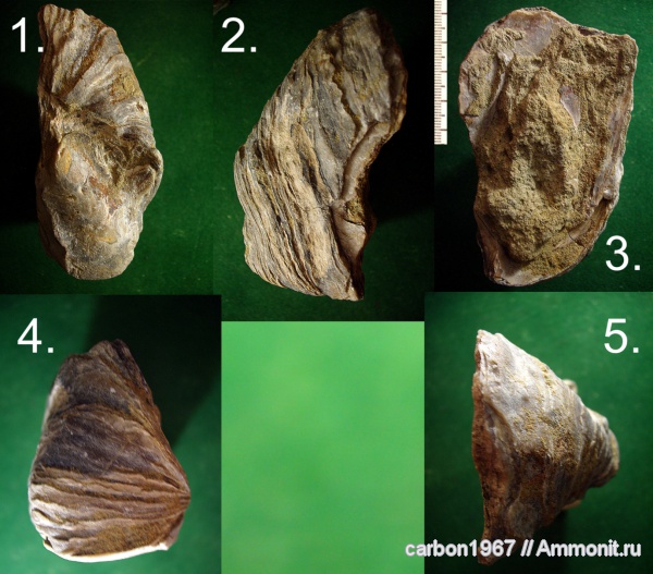 моллюски, мел, двустворчатые моллюски, Cretaceous