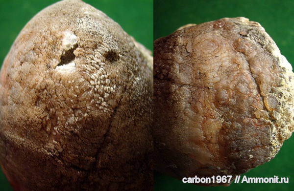 мел, двустворчатые моллюски, Cretaceous