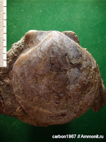 мел, двустворчатые моллюски, Cretaceous