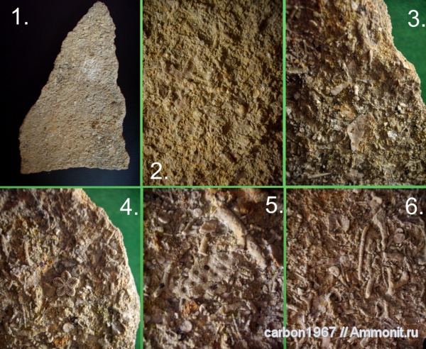 морские ежи, морские лилии, мел, мшанки, Cretaceous