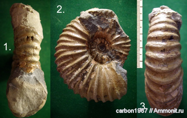 аммониты, мел, Ammonites, Cretaceous