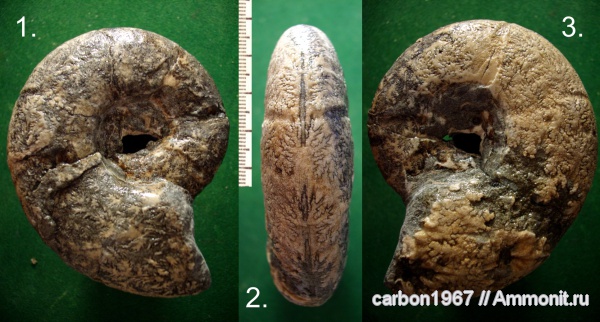 аммониты, мел, Ammonites, Cretaceous