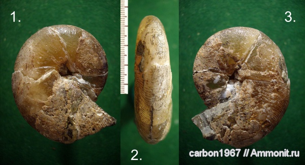 аммониты, мел, Euphylloceras, Ammonites, Cretaceous