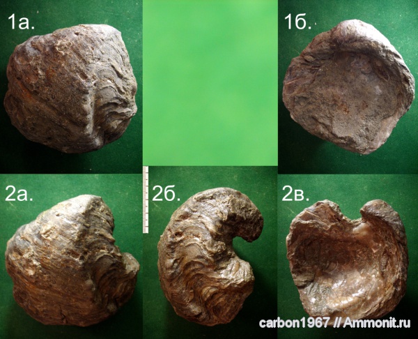 мел, двустворчатые моллюски, устрицы, Amphidonta, Cretaceous