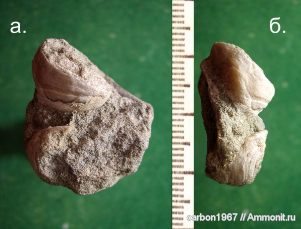 мел, двустворчатые моллюски, рудисты, Cretaceous