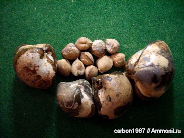 мел, двустворчатые моллюски, Cretaceous