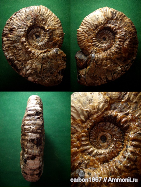 аммониты, мел, Ammonites, Cretaceous