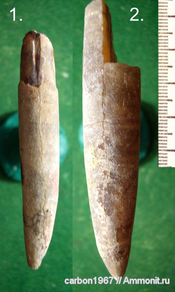 белемниты, мел, Cretaceous, belemnites