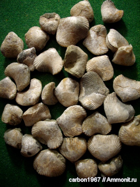 брахиоподы, мел, Rhynchonellida, Belbekella, Cretaceous