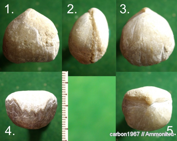 брахиоподы, мел, Cretaceous