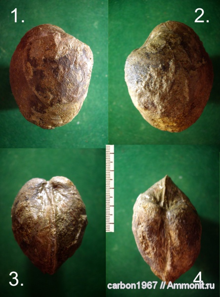 мел, двустворчатые моллюски, Cretaceous