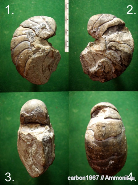 мел, наутилусы, Cretaceous