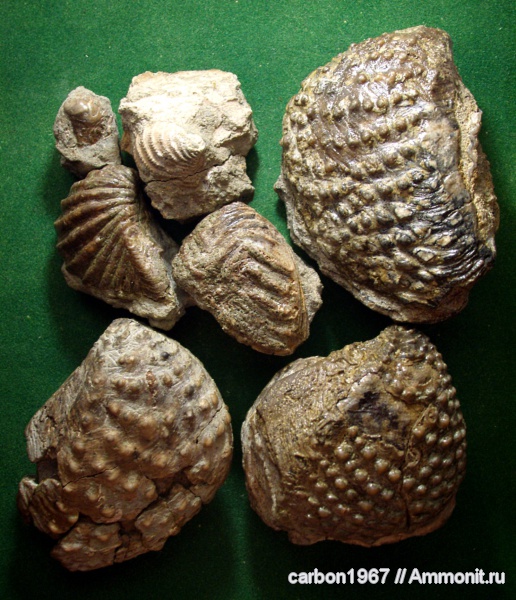 мел, двустворчатые моллюски, тригонии, Cretaceous