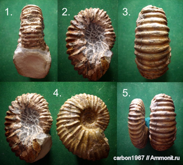 аммониты, мел, Ammonites, Cretaceous