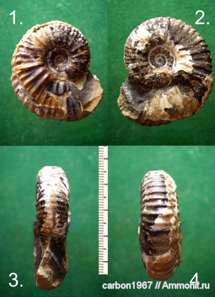 аммониты, мел, Ammonites, Cretaceous