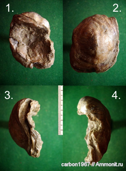 мел, двустворчатые моллюски, устрицы, Cretaceous