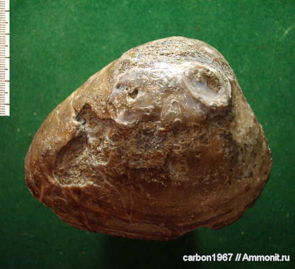 мел, двустворчатые моллюски, Cretaceous