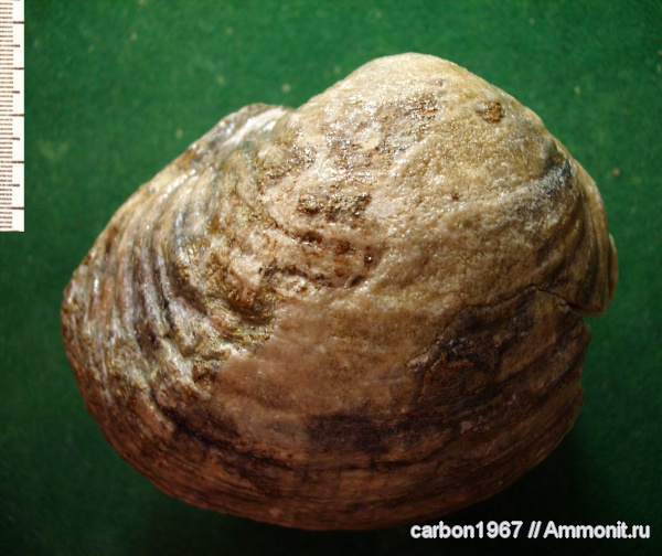 мел, двустворчатые моллюски, Cretaceous