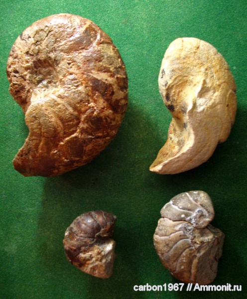 мел, наутилусы, головоногие моллюски, Дагестан, Cretaceous