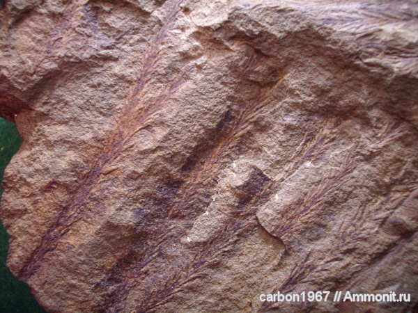 карбон, растения