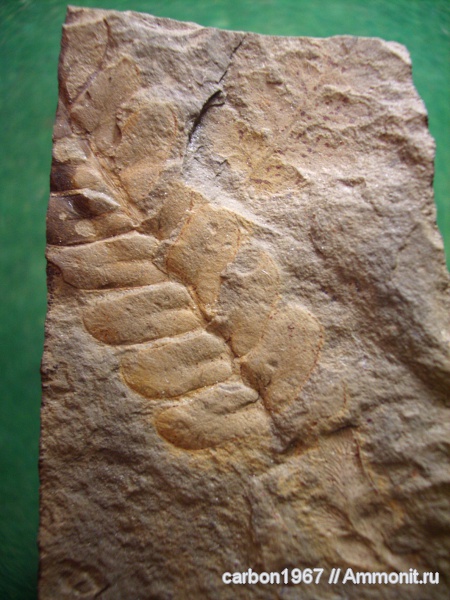 карбон, растения, птеридоспермы, Neuropteris