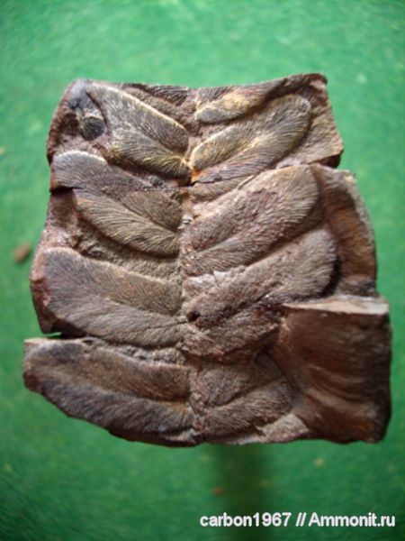 карбон, конкреции, птеридоспермы, Neuropteris