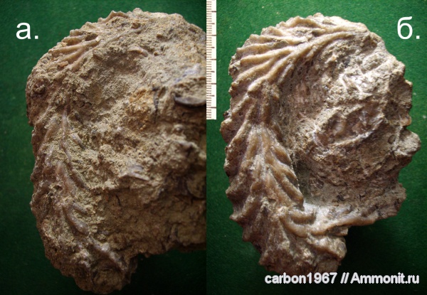 мел, двустворчатые моллюски, Lopha, устрицы, Cretaceous