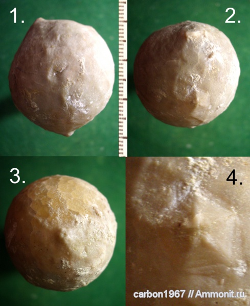 иглокожие, ордовик, цистоидеи, Echinosphaerites, Ordovician