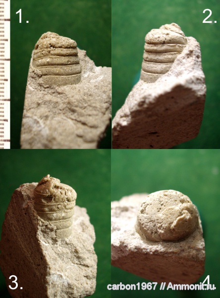 карбон, головоногие моллюски