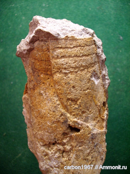 карбон, наутилоидеи, головоногие моллюски