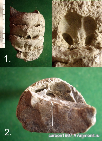 карбон, наутилоидеи, головоногие моллюски