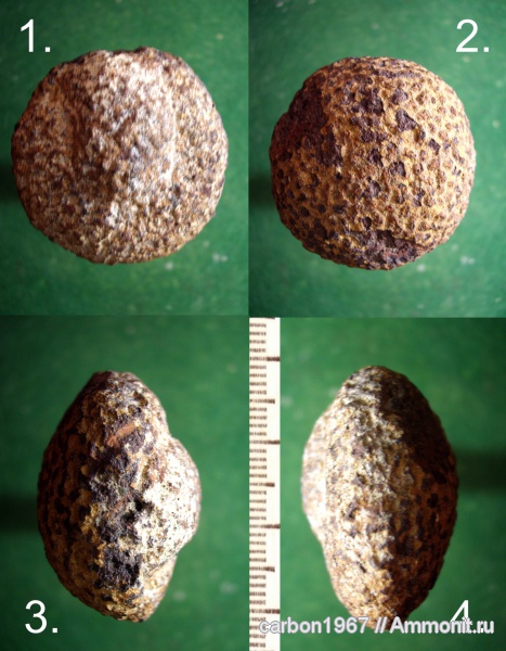 мел, губки, Cretaceous