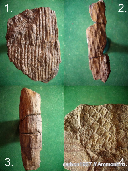 карбон, растения