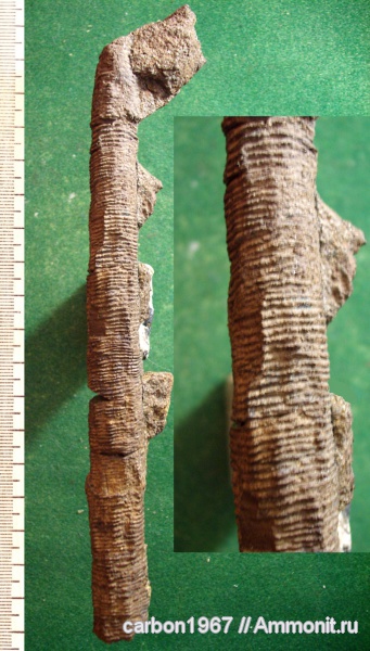 карбон, растения, голосеменные