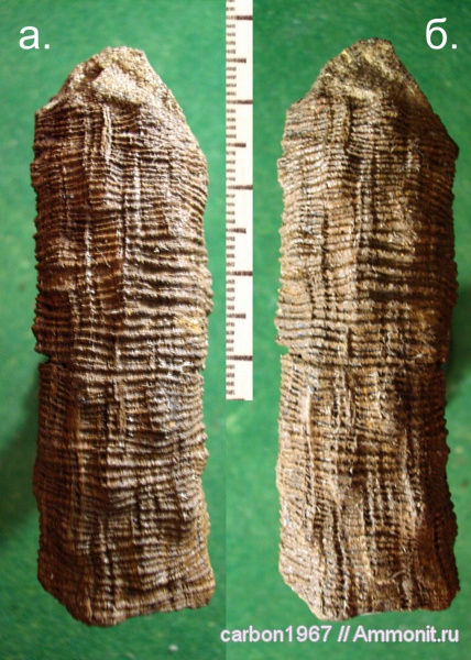 карбон, растения, голосеменные