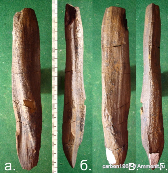 карбон, растения, окаменевшая древесина