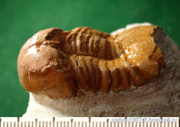 трилобиты, ордовик, Illaenus, членистоногие, Ordovician