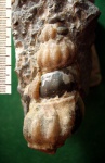 Брюхоногий моллюск Confusiscala dupiniana.