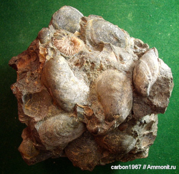 мел, двустворчатые моллюски, Aucellina, Cretaceous