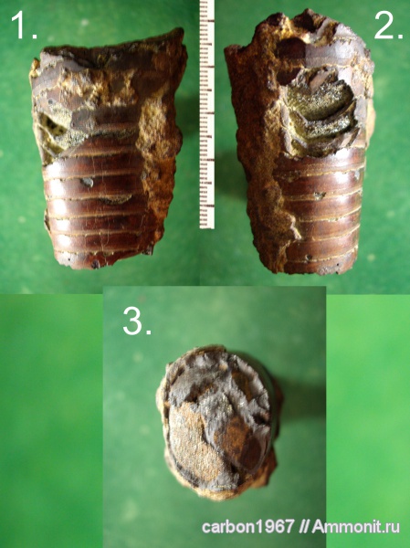 мел, головоногие моллюски, Cretaceous
