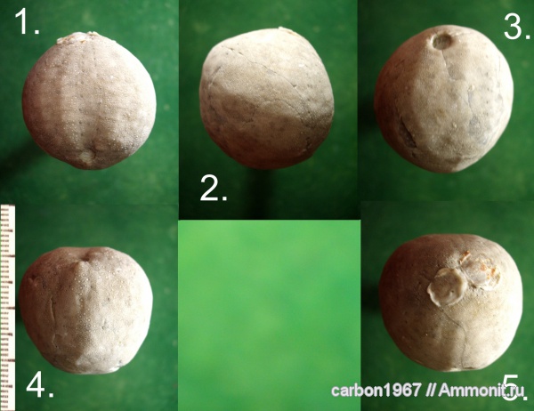 морские ежи, иглокожие, Coraster