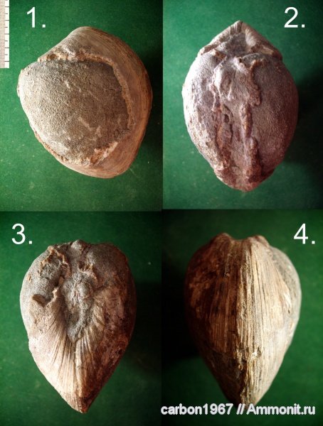мел, двустворчатые моллюски, Arctica, Cretaceous