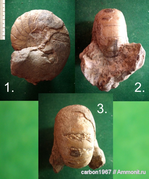 мел, наутилусы, головоногие моллюски, апт, Aptian, Cretaceous