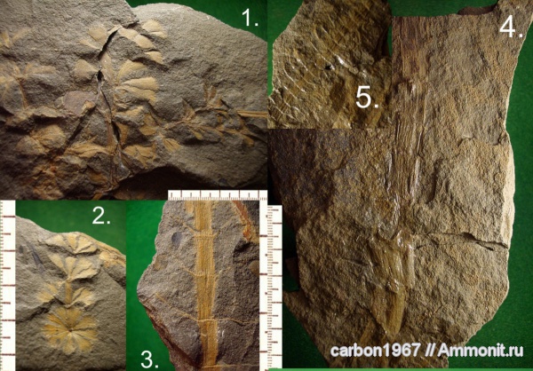 карбон, растения, членистостебельные, Sphenophyllum