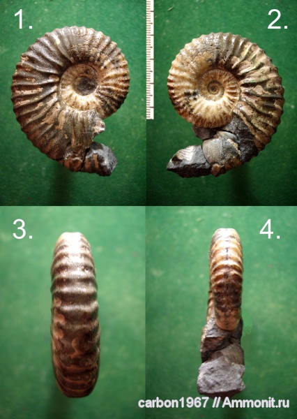 аммониты, мел, апт, Ammonites, Hypacanthoplites, Aptian, Cretaceous