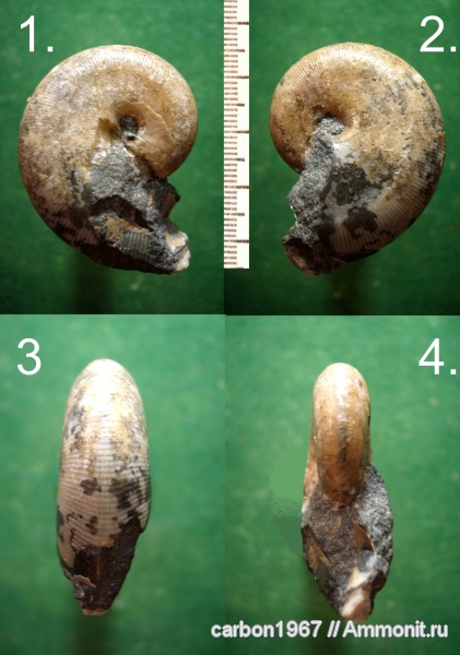 аммониты, мел, апт, Euphylloceras, Ammonites, Phylloceratidae, Aptian, Cretaceous